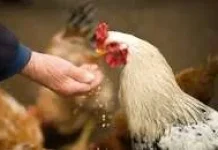 Memilih Pakan Ayam yang Alami