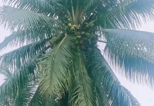 Khasiat Minum Air Kelapa