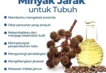 Rahasia Alami Samarkan Keloid: Khasiat Minyak Jarak yang Jarang Diketahui