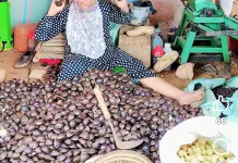 Jengkol, Salah Satu Komuditas Pertanian yang Menjanjikan untuk Dibudidayakan