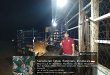 Satpol PP Kaur Amankan Enam Ternak Liar