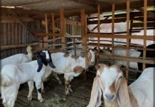 Syarat Kambing untuk Qurban.
