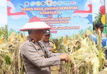Panen Raya Jagung Serentak di Seluma Dukung Swasembada Pangan Nasional