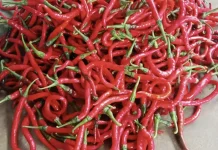 Dampak Positif Konsumsi Cabai Merah