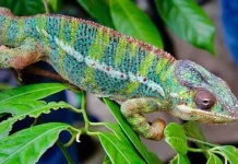 Kenapa Bunglon Bisa Berubah Warna? Ini Penjelasannya
