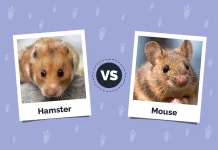 Hamster dan Tikus, Mirip tapi Tidak Sama