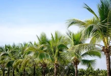 Pemkab Bengkulu Selatan Targetkan 100 Hektare Kebun Induk Kelapa "Dalam"