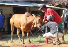 Sejarah Qurban Dalam Islam