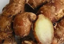 Kenapa Kencur dan Aromanya Bisa Membuat Nafsu Makan Meningkat?