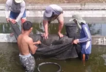 BBI Nasal Kembali Beroperasi, Dukung Produksi Benih Ikan di Kabupaten Kaur