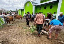 Masjid Sabililhaq Lempuing Sembelih Enam Ekor Sapi Kurban untuk Warga