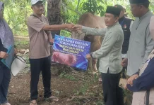 Sapi Kurban Bantuan Presiden di Mukomuko Didistribusikan ke Rumah Warga