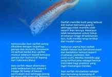 Oarfish, Ikan Misterius yang Disebut Pembawa Pertanda dari Laut dalam