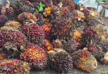 Petani Mulai Lega, Harga TBS Berangsur Naik