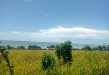 Hujan Mulai Turun, Petani Siap Turun Sawah