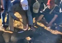 Kepala Kementerian Agama Melaksanakan Pemotongan Hewan Qurban