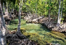 Tantangan Menjaga Kelestarian Hutan Mangrove di Pesisir