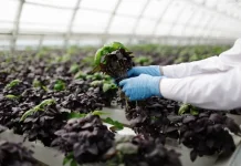 Menggali Potensi Urban Farming Sebagai Solusi Pangan Kota