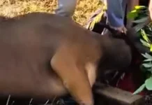 Pentingnya Muhasabah Diri Setelah Melaksanakan Kurban
