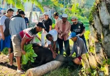 Idul Adha 1447 Yayasan Alfajar Kurban 3 ekor Sapi