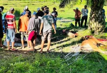 Pentingnya Menjaga Nilai Ibadah dan Kepedulian  Hari Raya Idul Adha