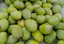 Manfaat Konsumsi Mangga Bagi Tubuh