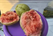 Manfaat Jambu Biji Merah bagi Kesehatan Tubuh