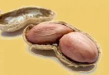 Konsumsi Kacang Tanah Bikin Jerawat, Mitos atau Fakta?