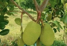 Resep Membuat Abon Nangka