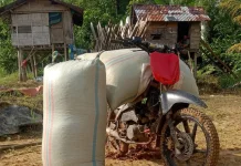 Harga Kopi di Sumbagsel Naik Tipis