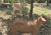 Dampak Perda Ternak  Kesadaran Warga Mengadakan Ternak  Mulai Meningkat