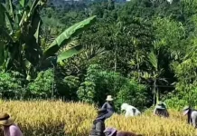 BPS Kaur Laksanakan Kegiatan Ubinan