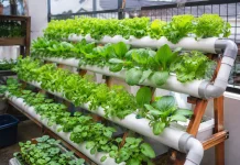 Halaman Sempit Bukan Halangan, Hidroponik Jadi Solusi Berkebun Modern