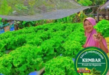 Dari Hobi Menjadi Penghasilan, Kisah Sukses Petani Hidroponik