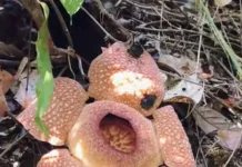 Kadispar Bengkulu Selatan Ajak Masyarakat Jaga Habitat Tumbuh Bunga Raflesia