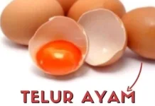 Telur Omega, Pilihan Bergizi untuk Mendukung Tumbuh Kembang Anak