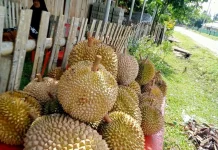 Cara Tradisional Kurangi Bau dan Kembung setelah Makan Durian