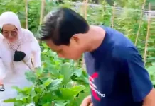Ketua PKK Kabupaten Kaur Ajak Anggota PKK Manfaat Lahan Pekarangan Tanam Sayuran
