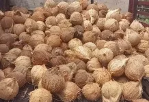 Turunnya Harga Kelapa di Kaur Mengundang Ragam Tanggapan pada Masyarakat