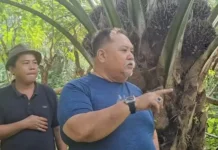 Bupati Bengkulu Selatan Kunjungan Kelapangan Program Peremajaan Sawit Rakyat