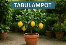 Tren 'Tabulampot' Bikin Halaman Rumah Panen Buah Sepanjang Tahun