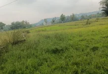 Puluhan Hektare Sawah di Kelam Tengah Terancam Terbengkalai akibat Kekeringan