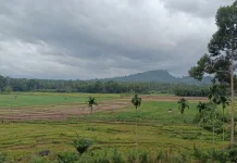 Hamparan Sawah di Kelam Tengah Beralih Menjadi Ladang Jagung akibat Kemarau