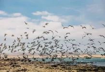 Pengamatan Pola Migrasi Burung sebagai Indikator Kesehatan Alam