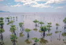 Strategi Penguatan Kawasan Mangrove Demi Menjaga Garis Pantai