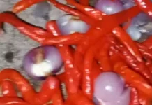 Resep Praktis Sambal Bawang