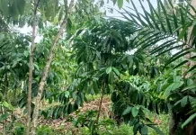 Penghujung Musim Panen, Petani Kopi Sisihkan Hasil untuk Biaya Rawat Kebun
