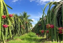 Teknik Pemangkasan Pohon Buah Naga untuk Stimulasi Pembuahan Lebat