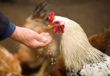 Rekomendasi Pakan Ayam yang Sehat