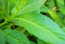 Manfaat Daun Sambung Nyawa untuk Kesehatan